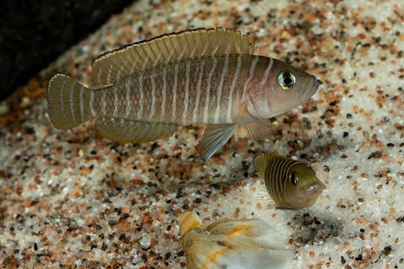 Neolamprologus similis